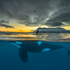 A killer whale at sunrise off the coast of Norway